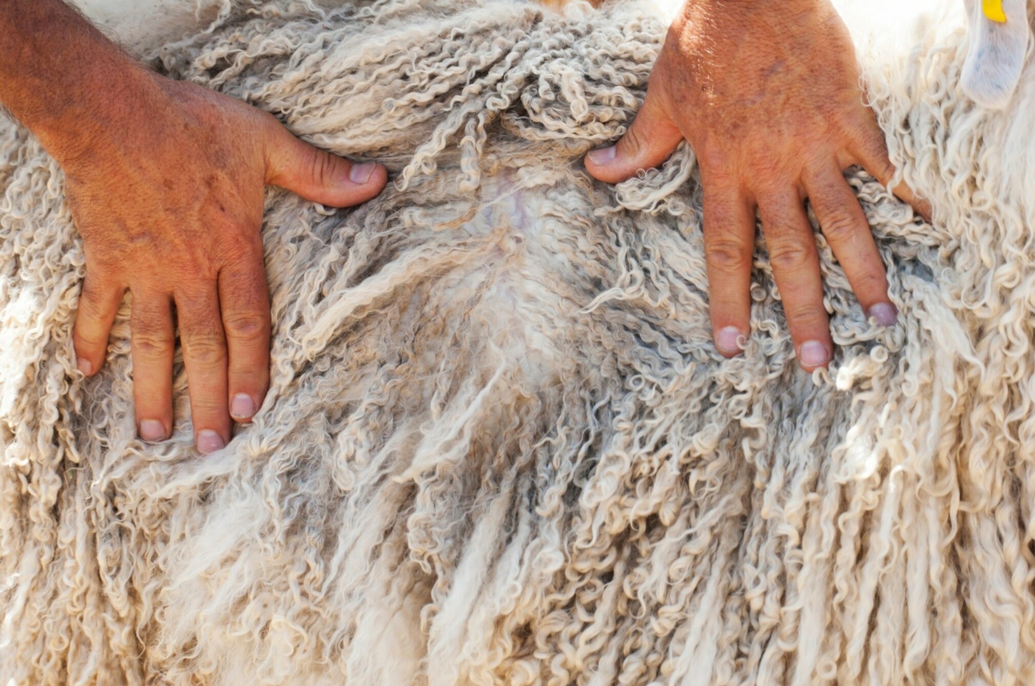 Wool