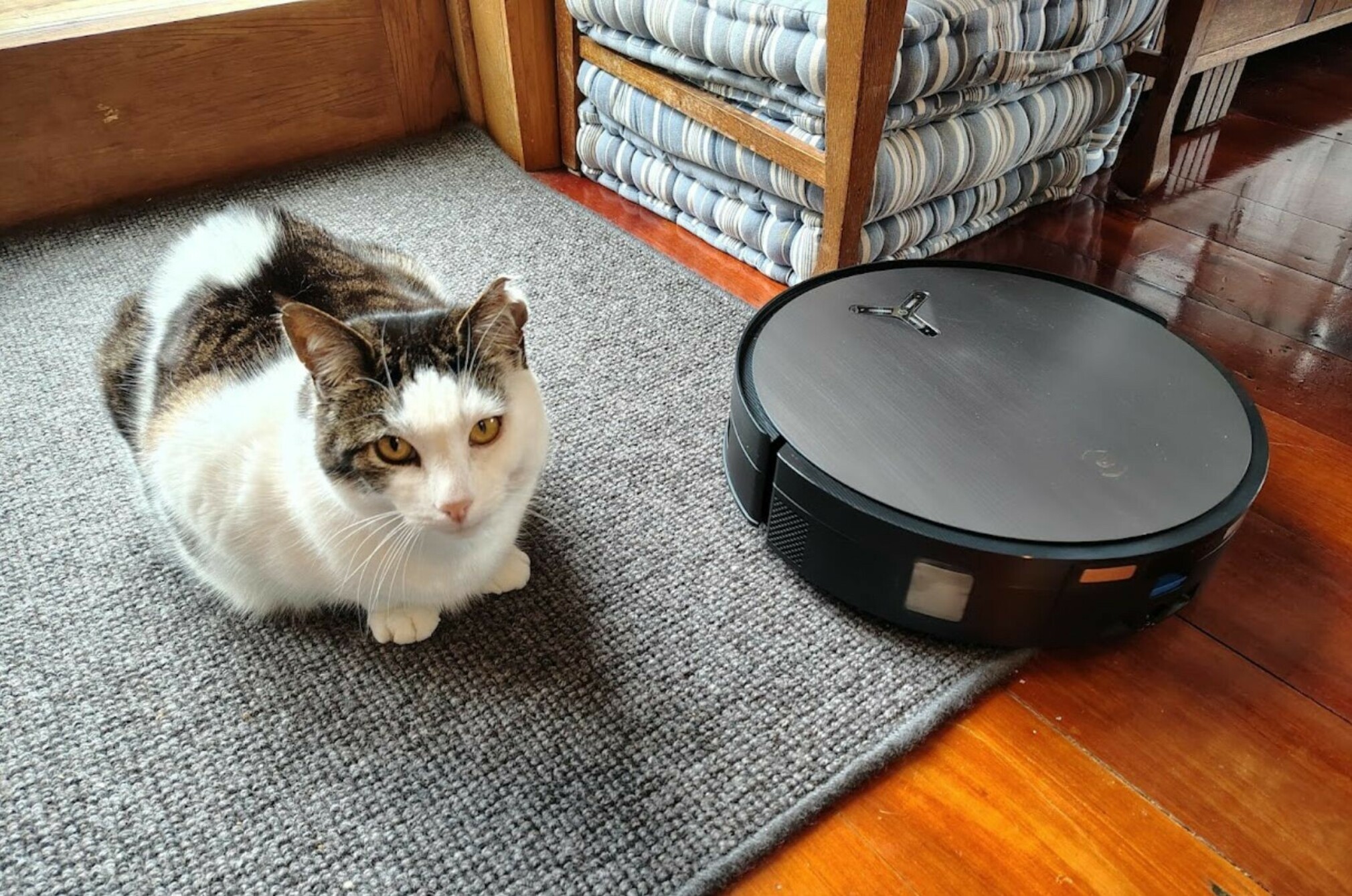 Cat and robot vacuum