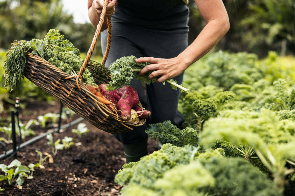 Which Diet Is Best For Saving The Planet Consumer NZ