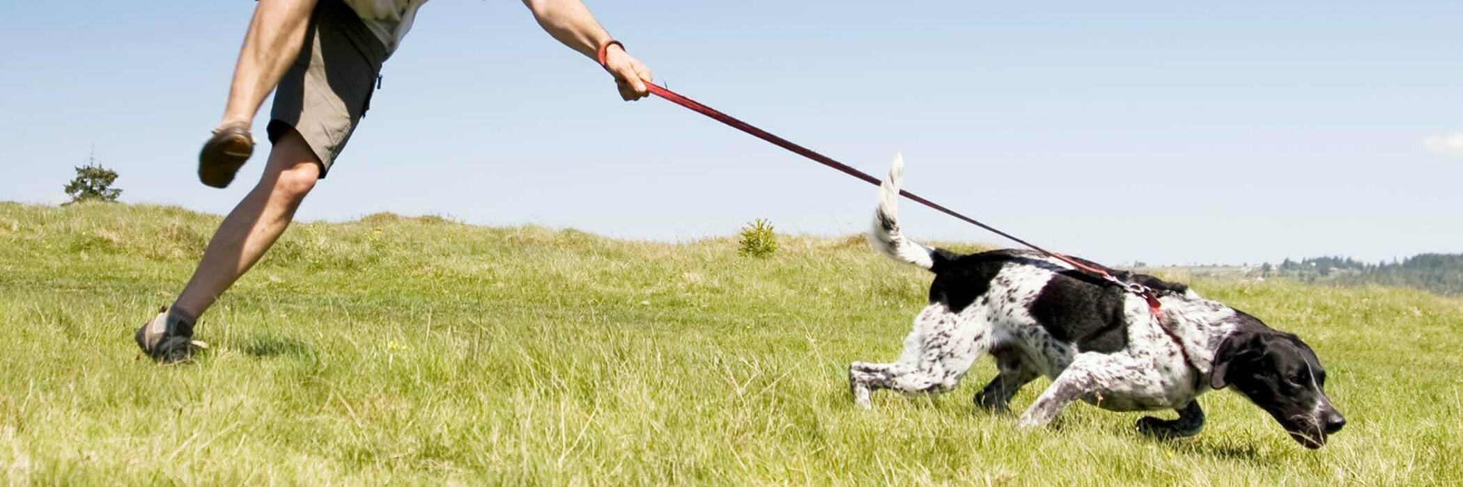 Dog control Consumer NZ