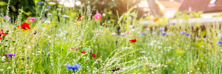 Image of a meadow