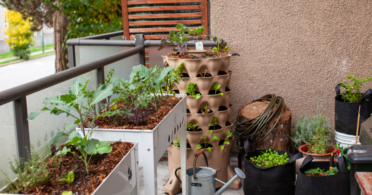 How to grow vegetables in small spaces Consumer NZ