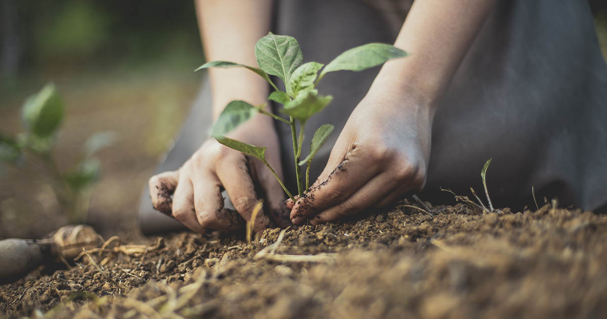 Planning a vege garden? Get a free soil test to check for lead