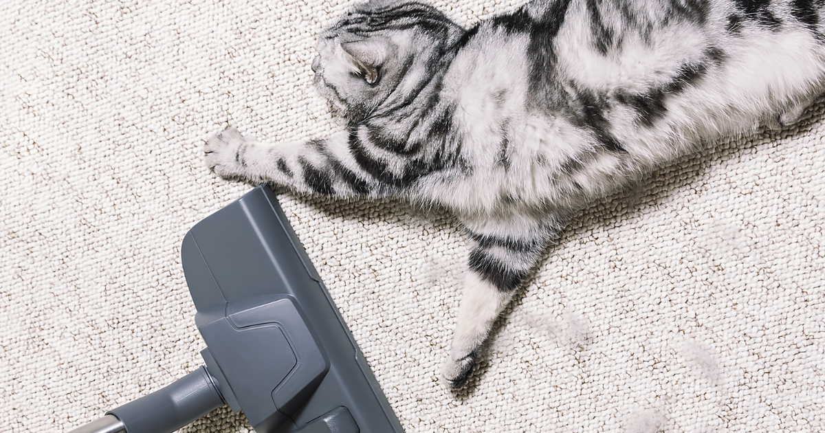 The best vacuums for cleaning up pet hair Consumer NZ