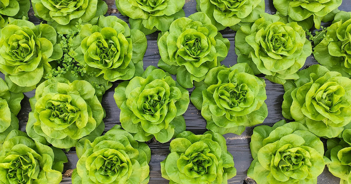 Why is lettuce so expensive? Consumer NZ